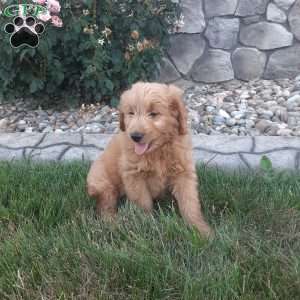 Theo, Mini Goldendoodle Puppy